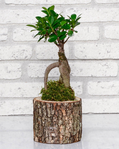 Doğal Ahşap Kütükte Ficus Bonsai