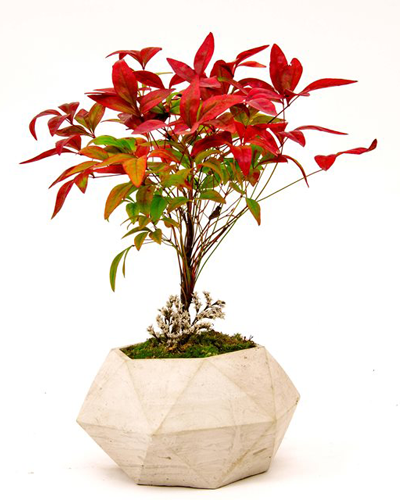 Bodur Cennet Bambusu